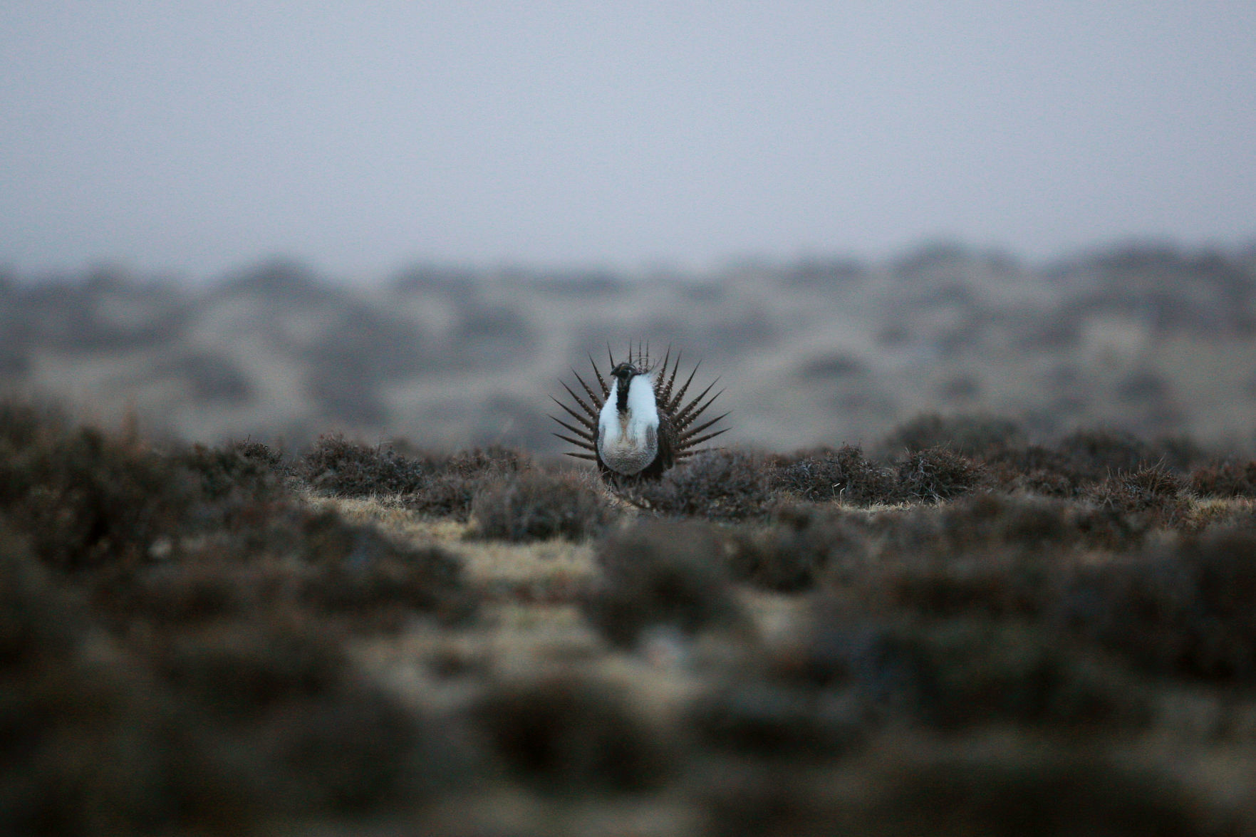 Sage Grouse